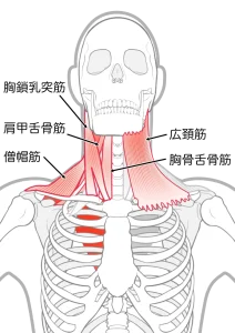 群発頭痛。激痛。激烈。男性の方が多い。