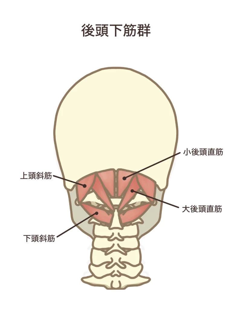 環椎後頭関節と整体。激痛群発頭痛。千葉の整体。