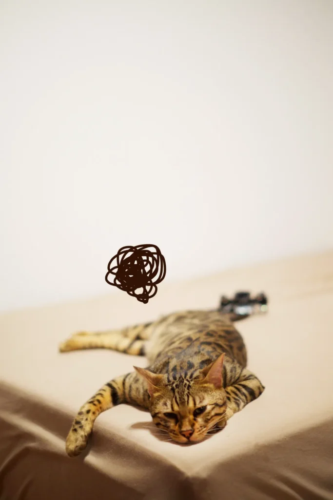 やる気のないネコ