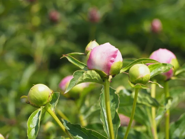 芍薬の蕾